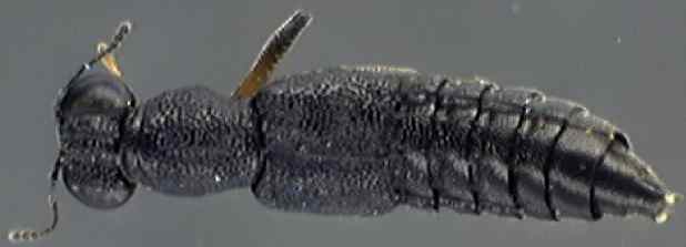 stenus clavicornis